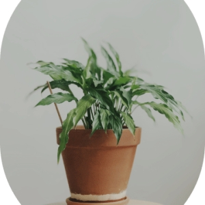 Pathos Plant