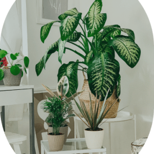 Ficus Collection